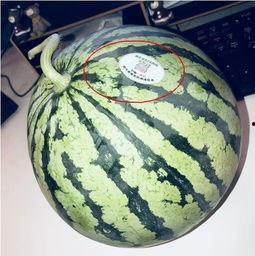 qq吃网红瓜,QQ吃瓜群众如何捕捉热门事件 第1张 qq吃网红瓜,QQ吃瓜群众如何捕捉热门事件 第1张