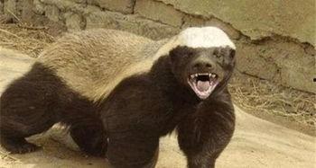 高尔夫平头哥最新爆料,揭秘高尔夫界神秘力量背后的真相